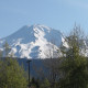 Shasta